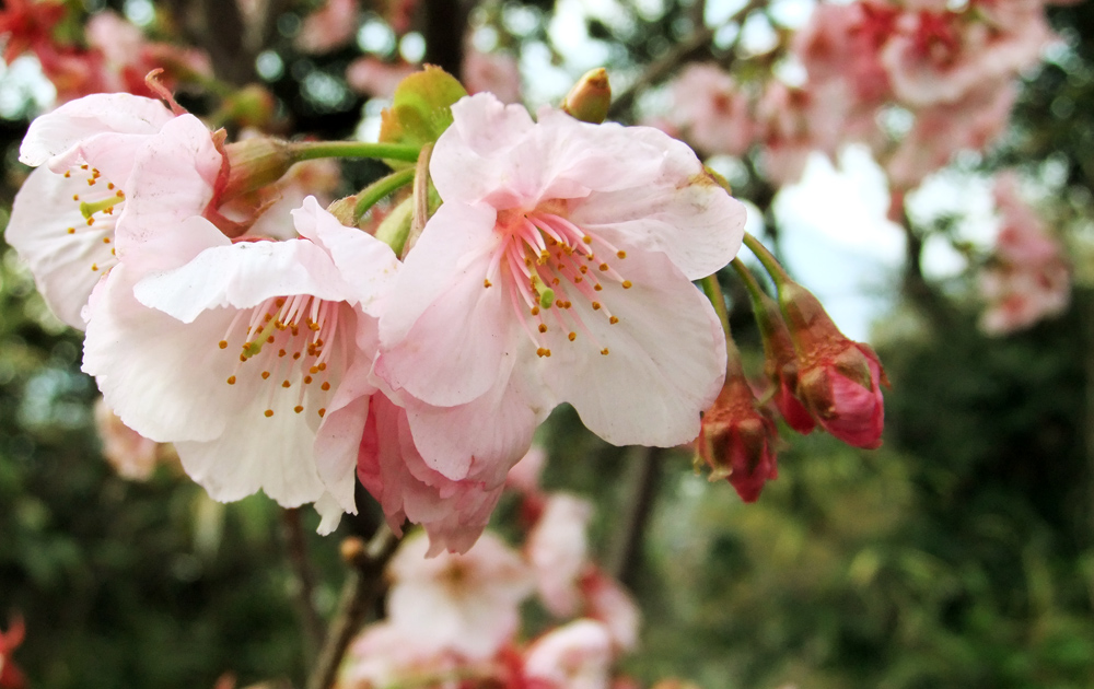 2010.04.09,薩摩明治村,満開の桜
