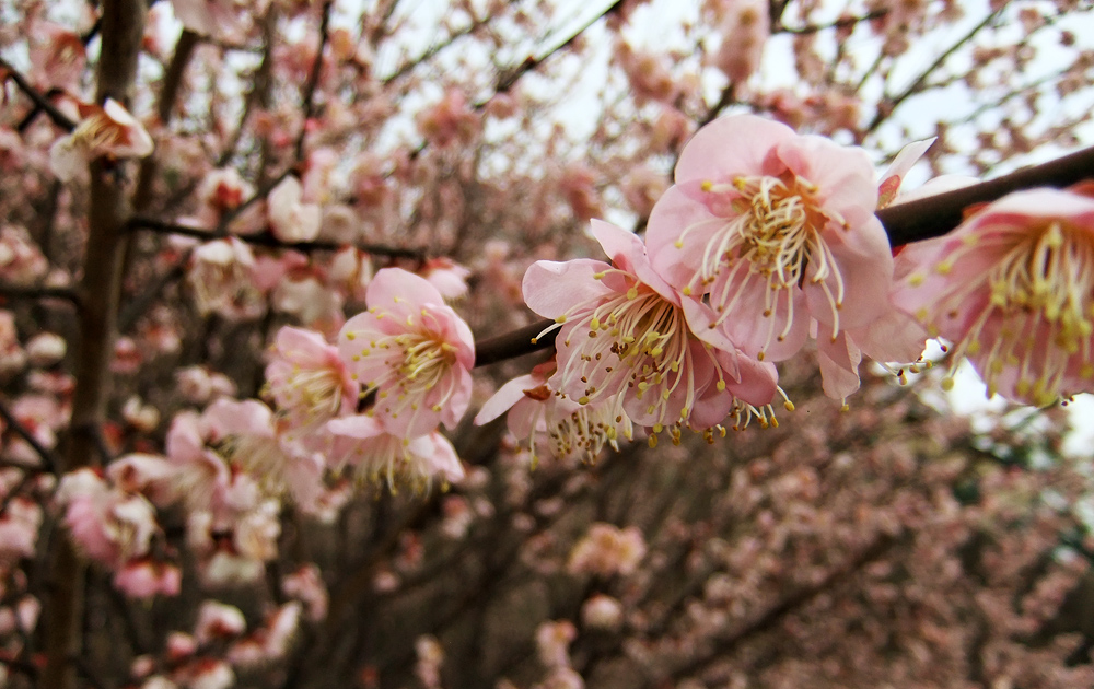 2012.02.28,薩摩明治村,綺麗に咲いた杏の花