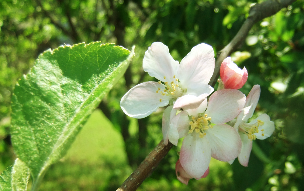2012.04.30,薩摩明治村,淡いピンク色に色づくりんごの花